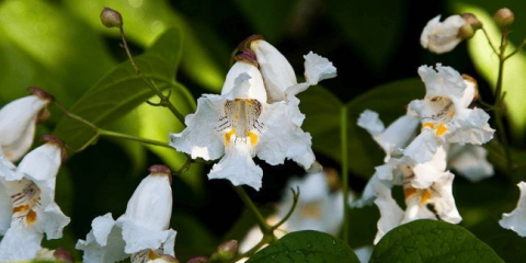 Catalpa: užitečné vlastnosti a jak jej používat k transformaci vaší zahrady mimo uznání?